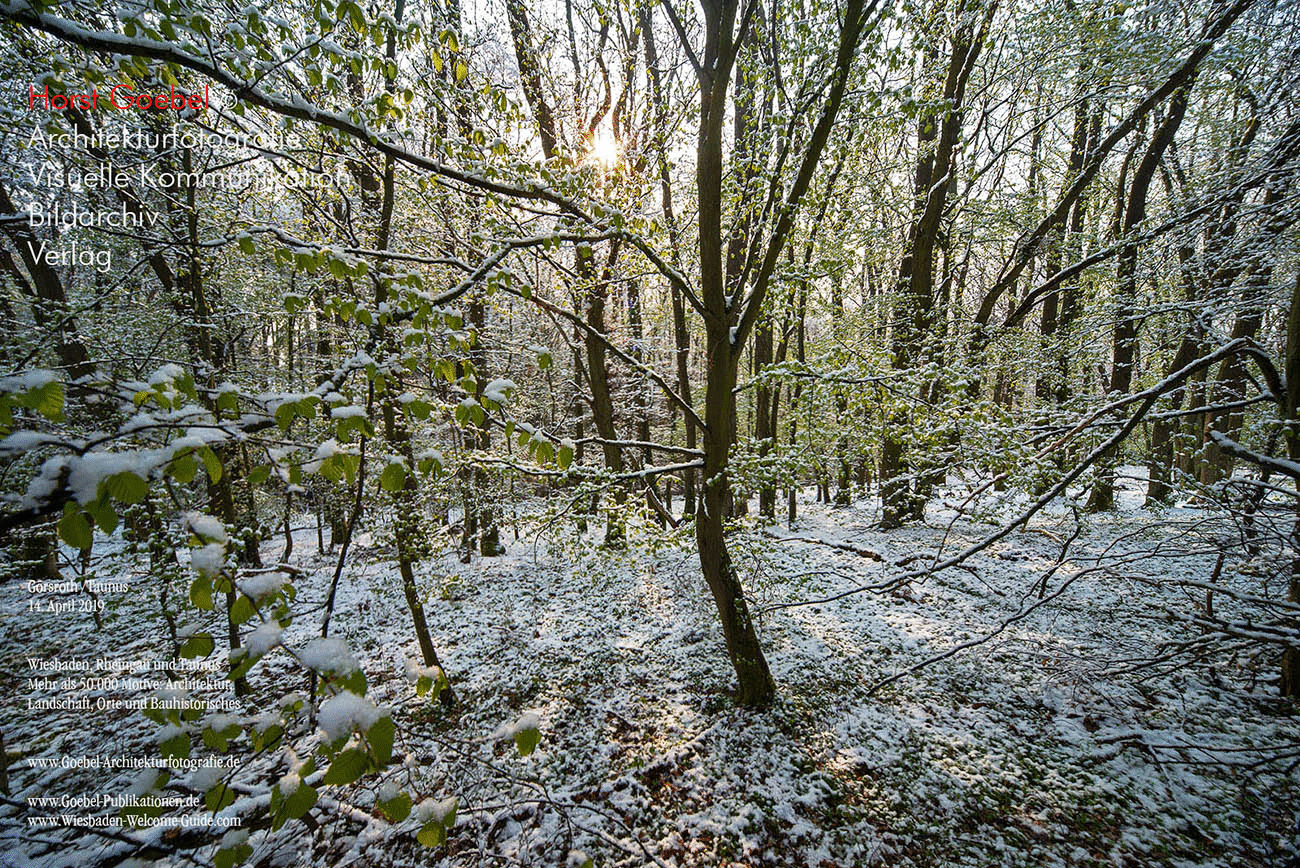 Horst Goebel Bildarchiv Wald   301