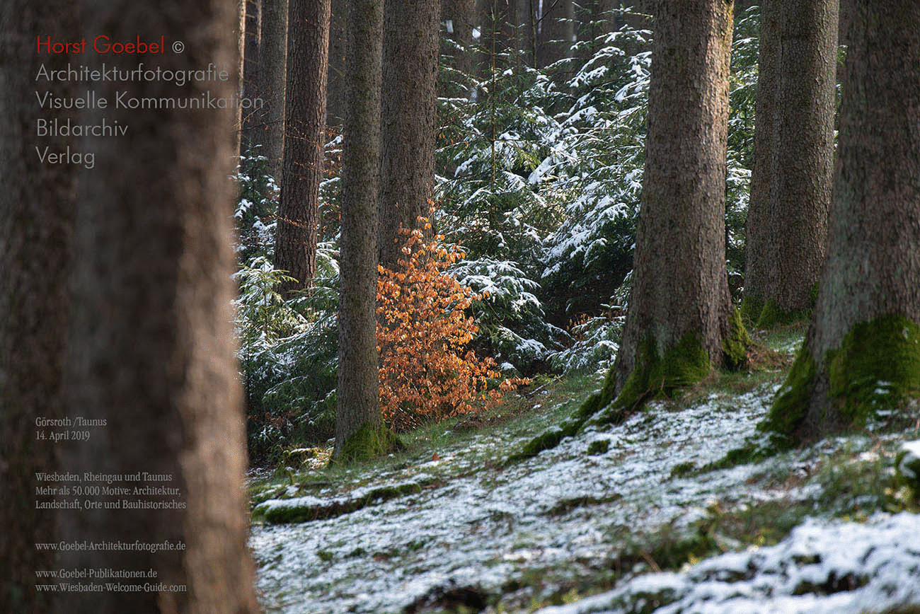Horst Goebel Bildarchiv Wald   302