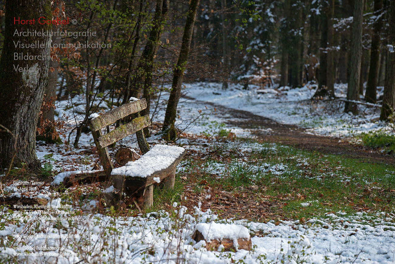 Horst Goebel Bildarchiv Wald   304