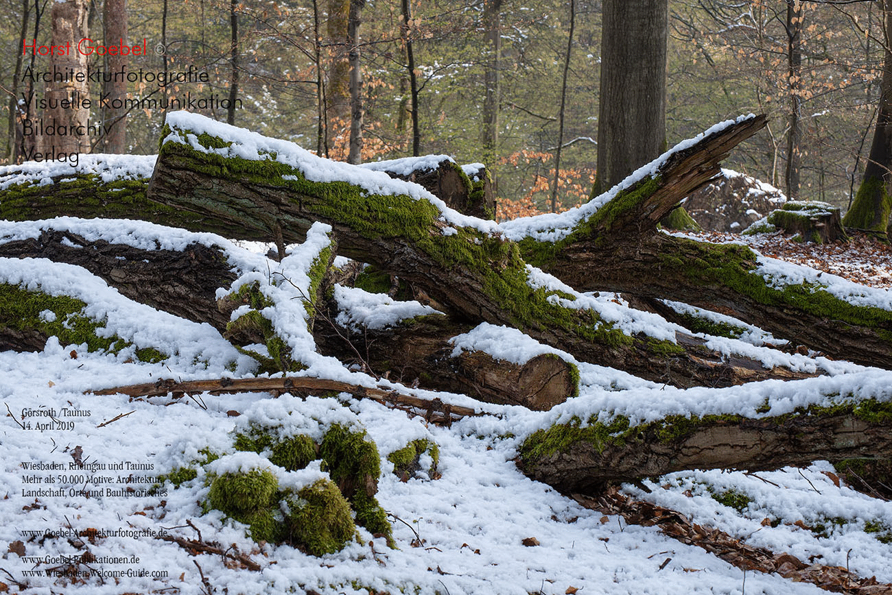 Horst Goebel Bildarchiv Wald   308