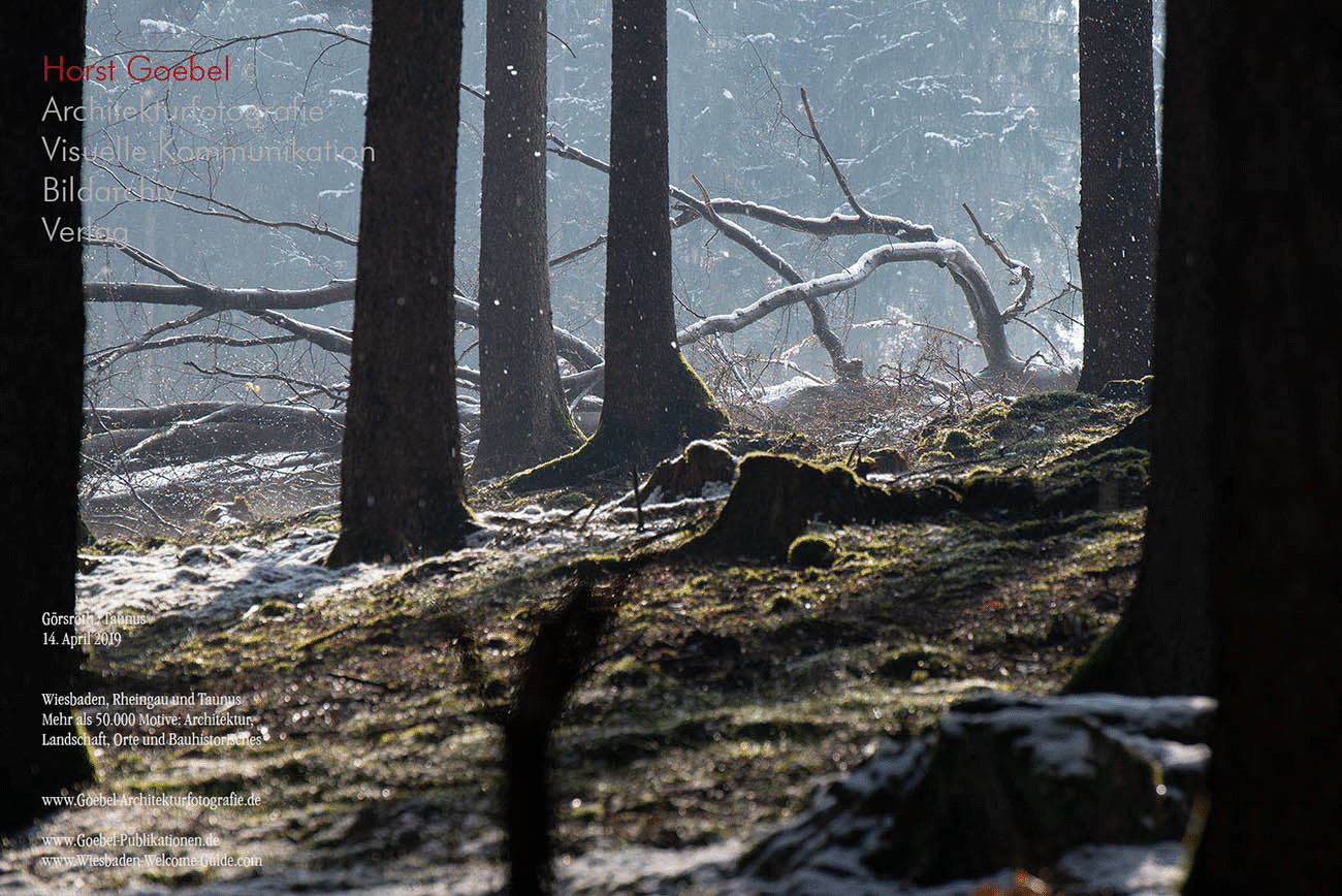 Horst Goebel Bildarchiv Wald   313