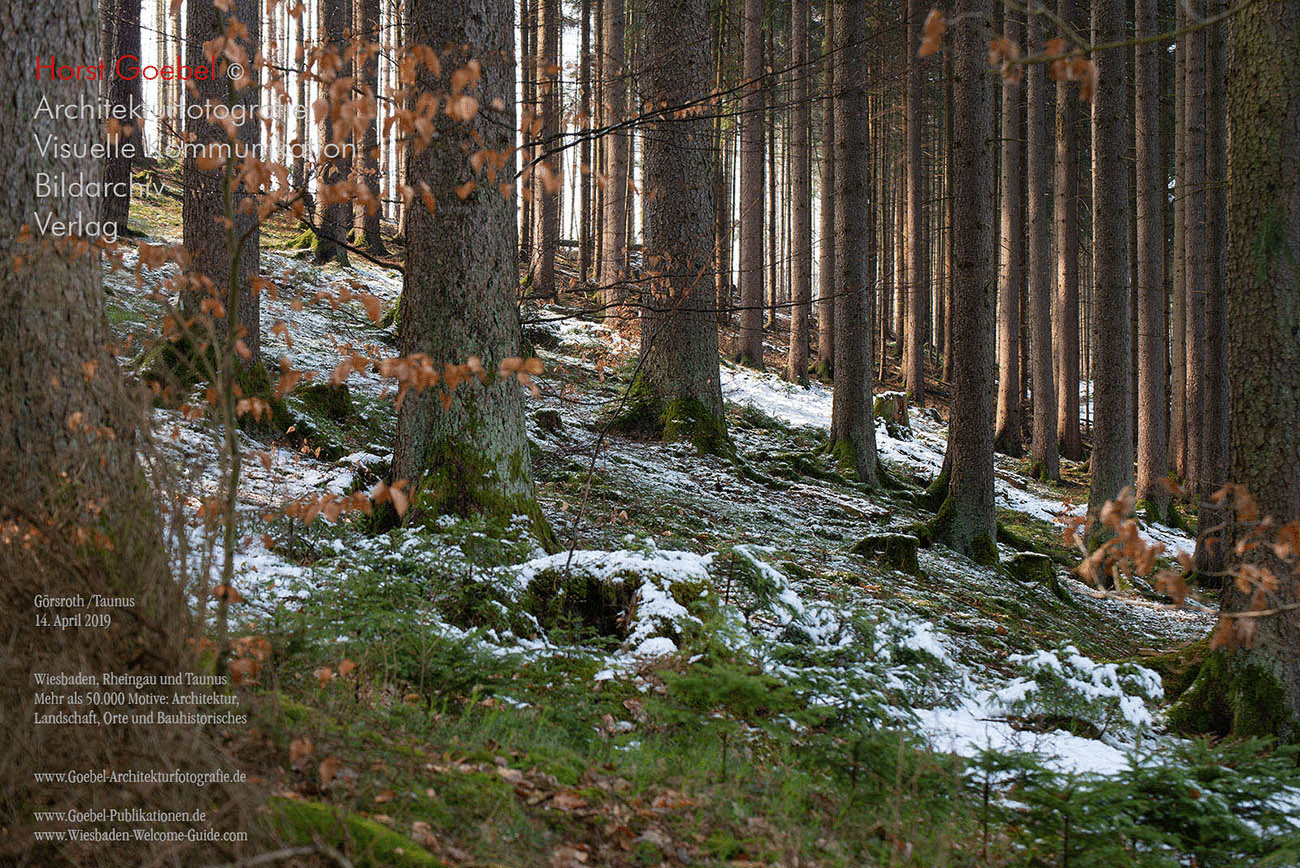 Horst Goebel Bildarchiv Wald   314