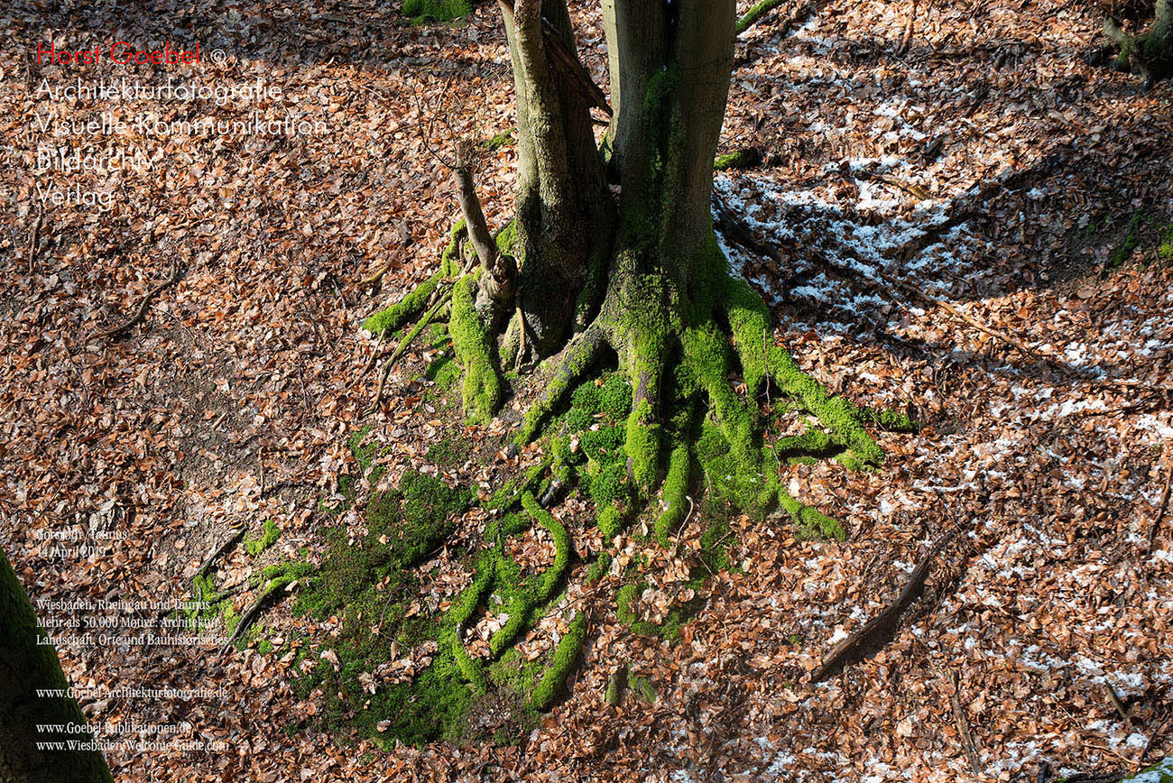 Horst Goebel Bildarchiv Wald   316