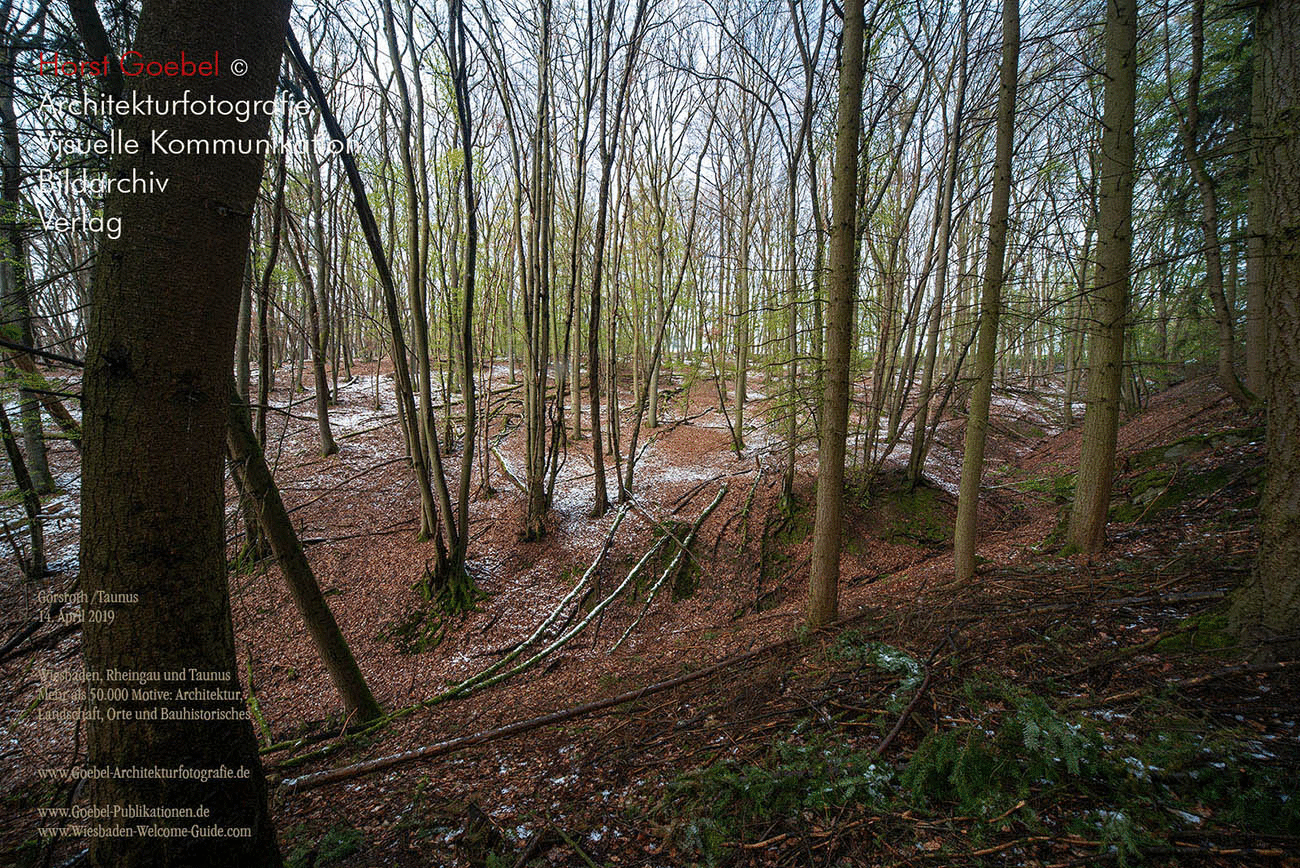 Horst Goebel Bildarchiv Wald   317