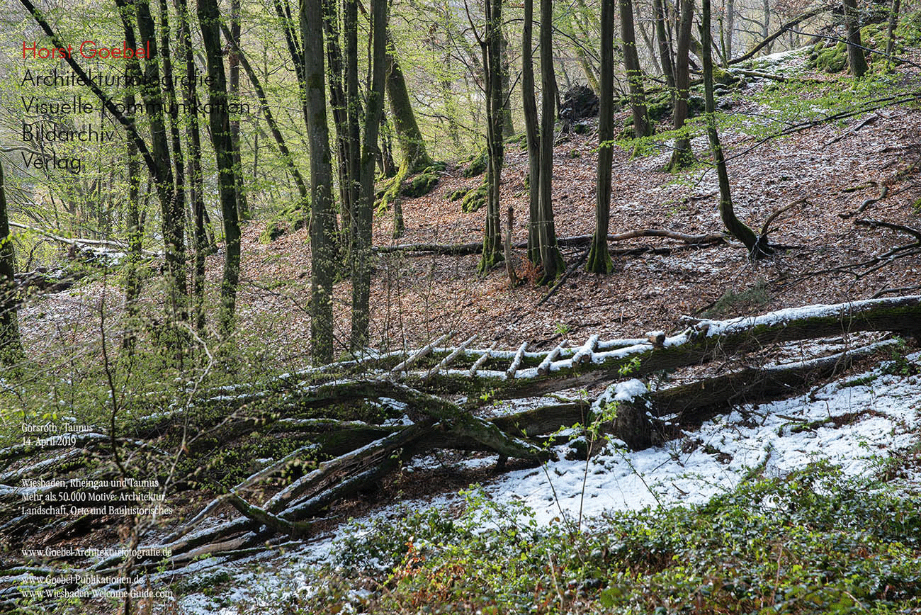 Horst Goebel Bildarchiv Wald   318