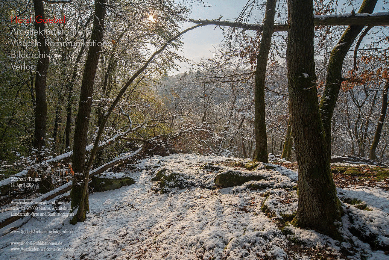 Horst Goebel Bildarchiv Wald   322