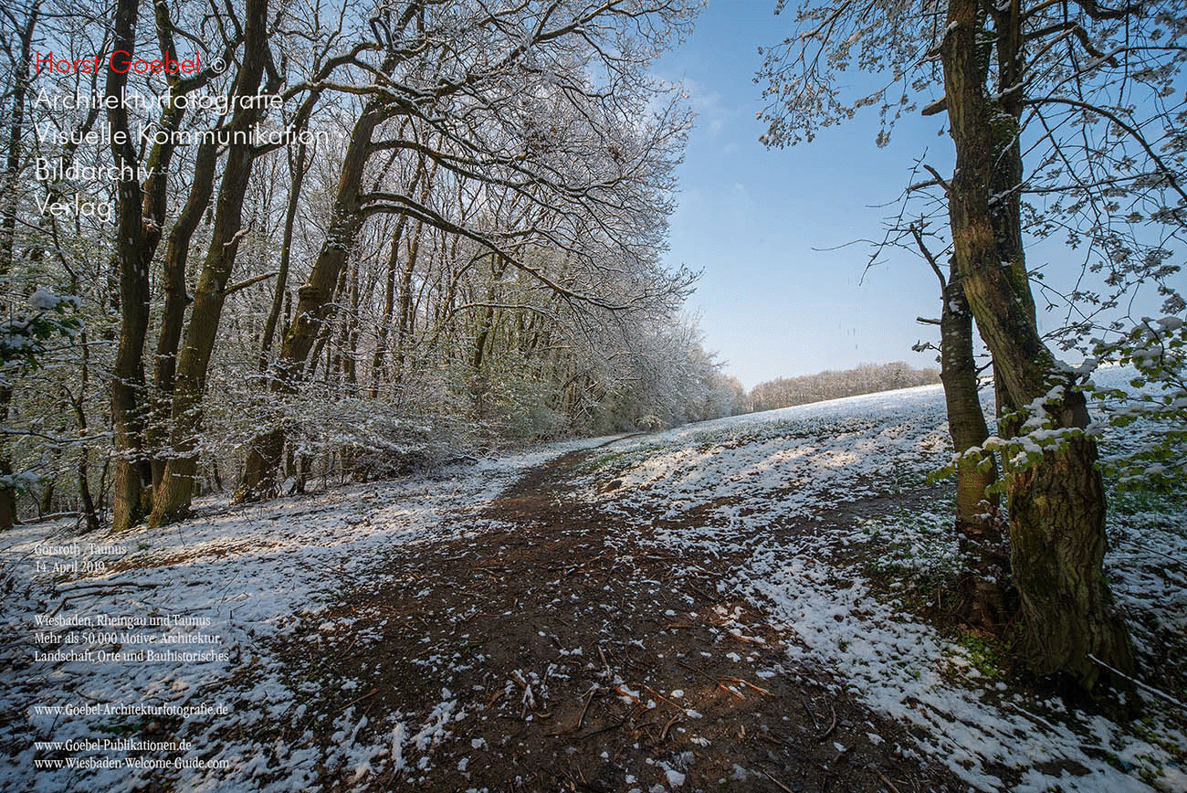 Horst Goebel Bildarchiv Wald   323