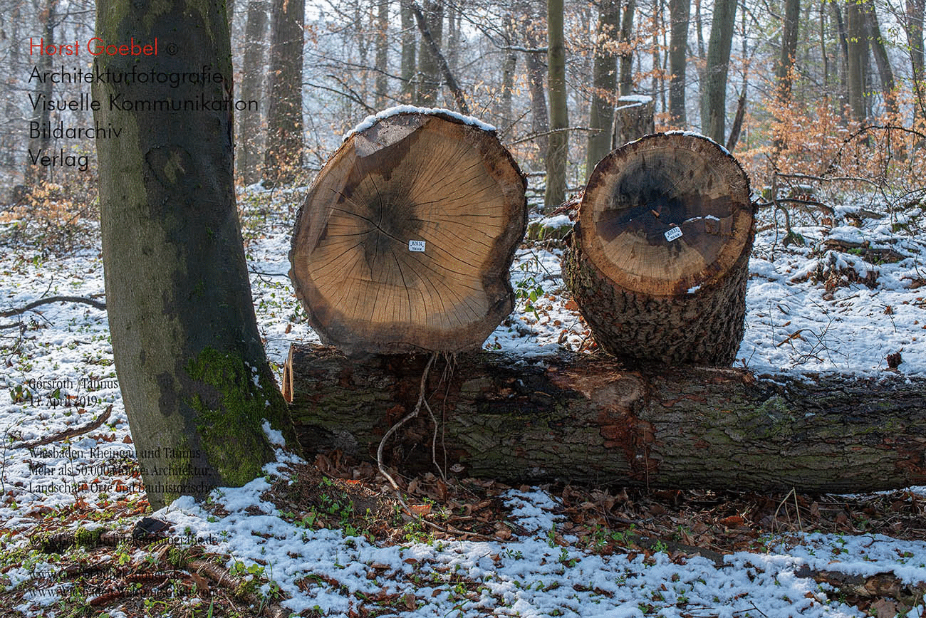 Horst Goebel Bildarchiv Wald   326