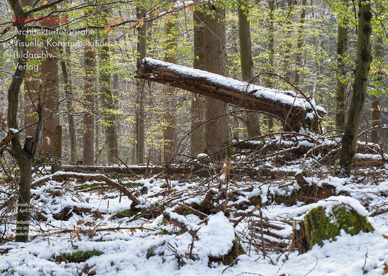 Horst Goebel Bildarchiv Wald   330