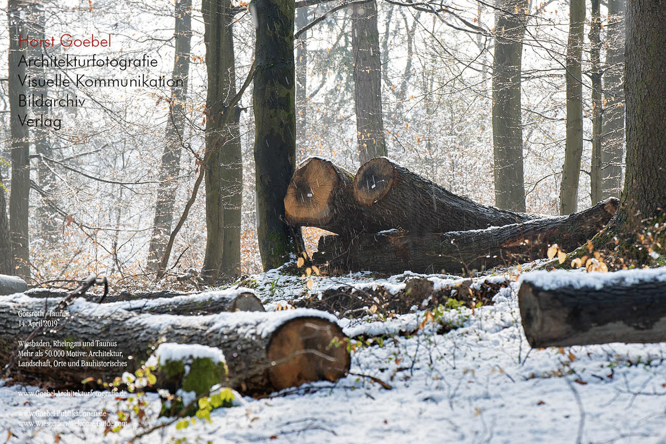Horst Goebel Bildarchiv Wald   331