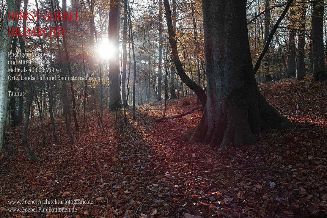 Wald 102  Horst Goebel